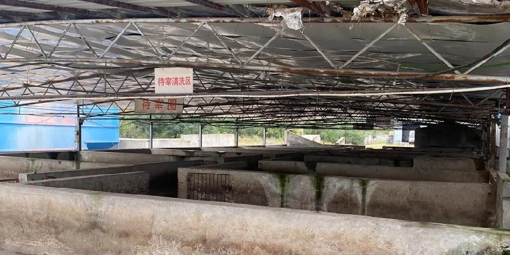 現代屠宰場用蒸汽發生器脫毛，30秒脫毛，效率高脫毛干凈